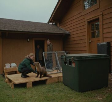 Marder vertreiben vom Dachboden: Erfahrungen und effektive Methoden für Hausbesitzer